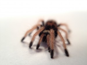 Nerd Nite Detroit - Michigan Science Center Spiders